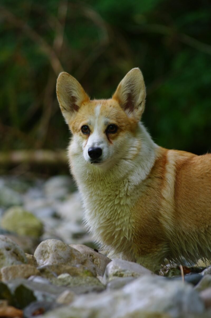 Corgi dans la rivière