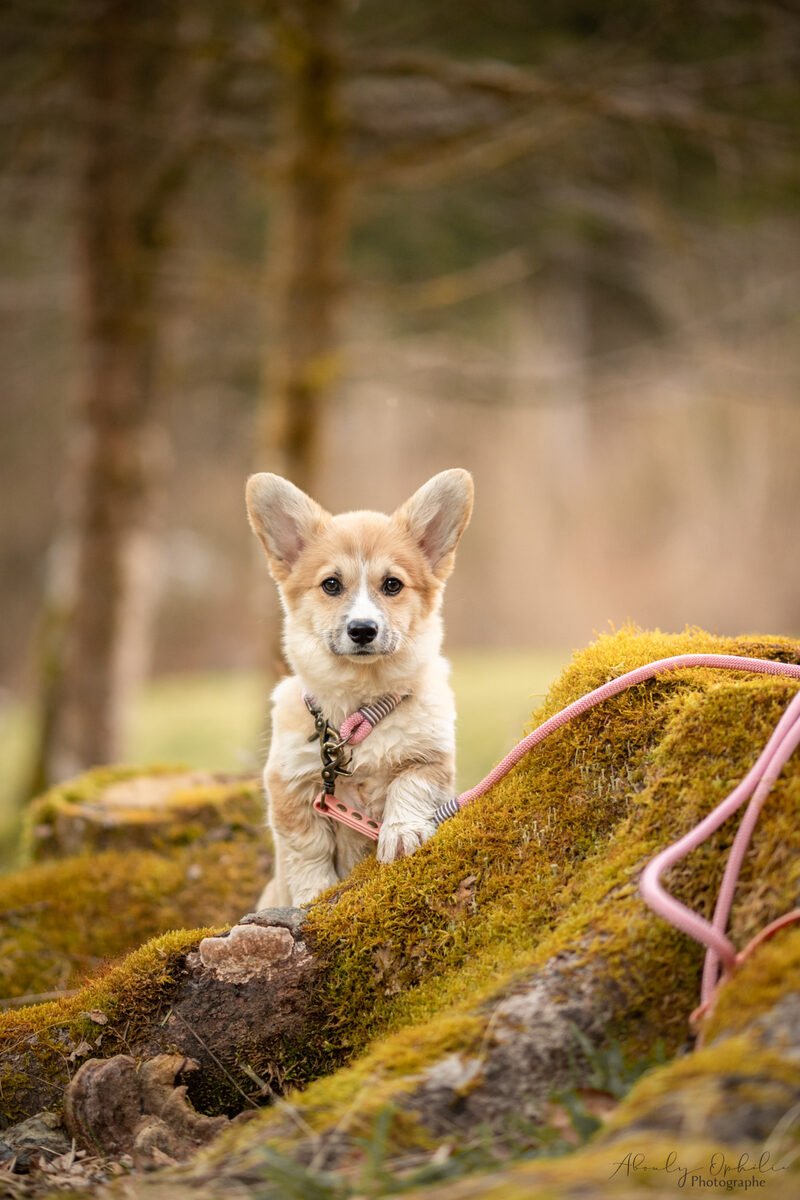 Welsh Corgi Pembroke