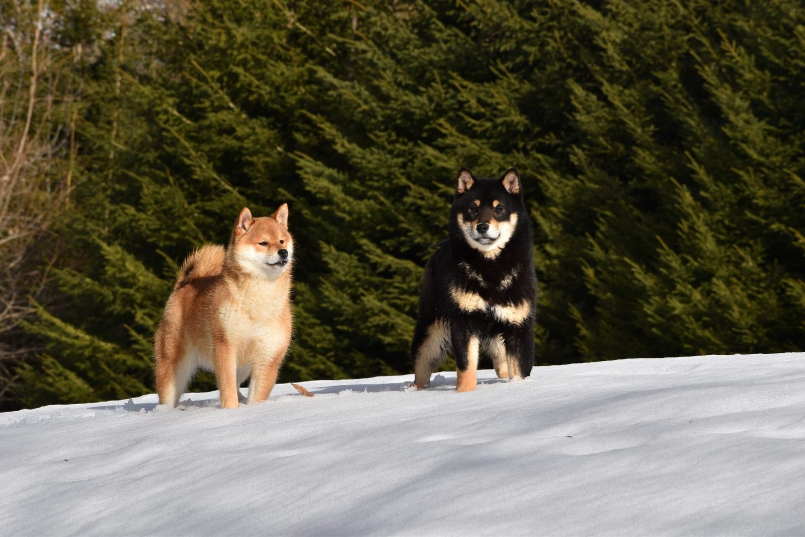 Shiba Inu dans la neige