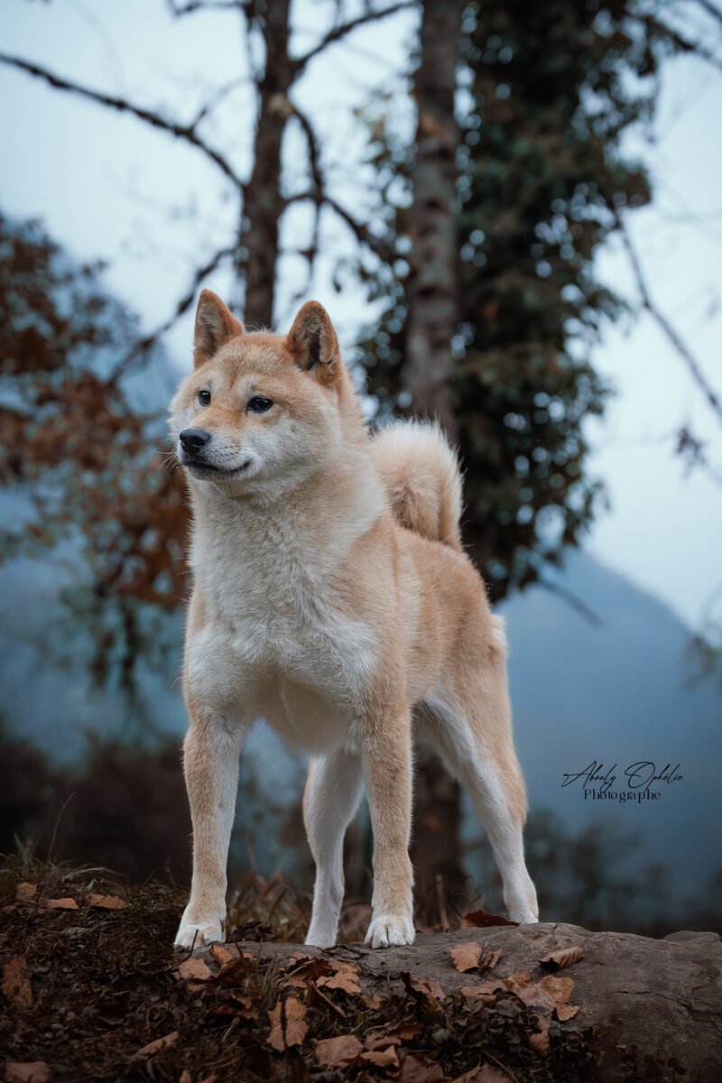 Portrait de Shiba Inu