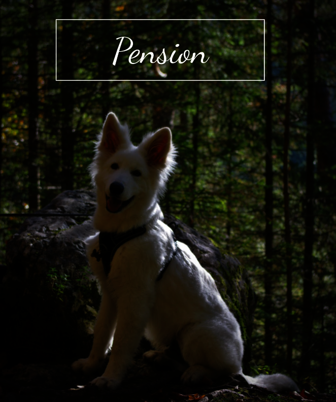 Pension chien Chambéry