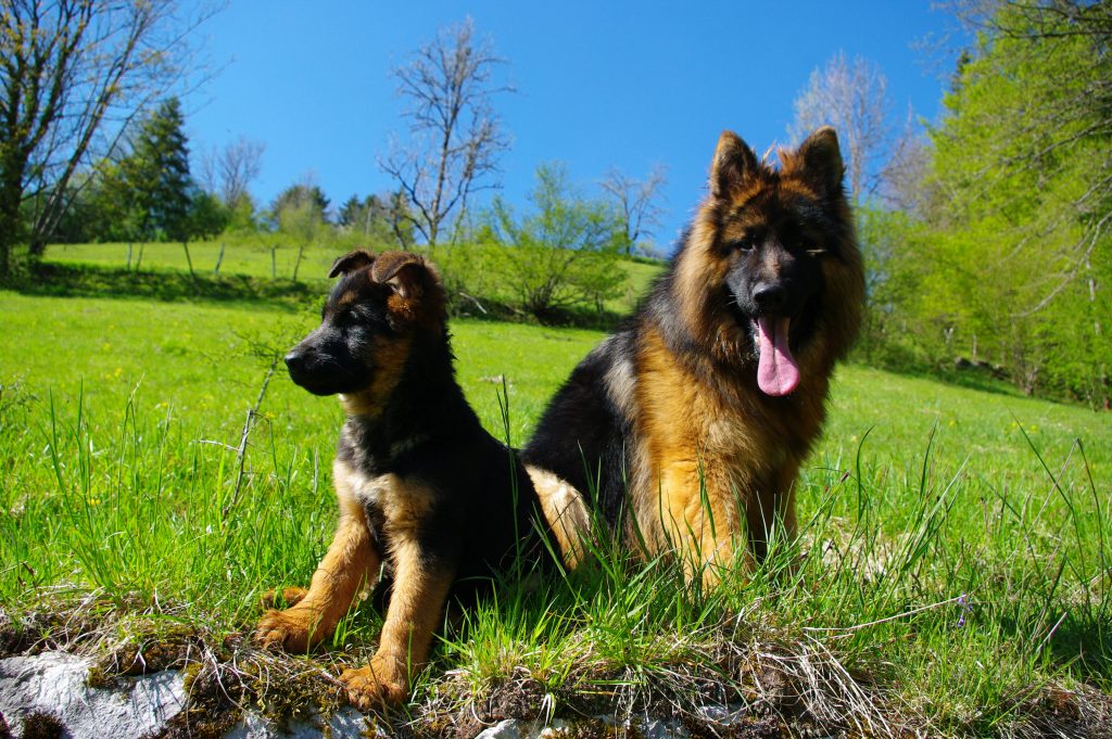 éleveur canin