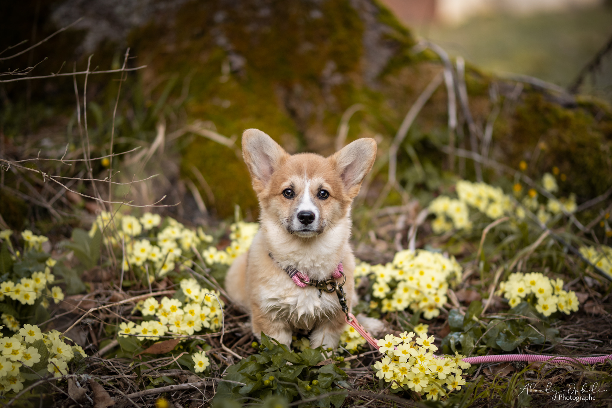 Visiter l&rsquo;élevage - Des Seigneurs de Montbel