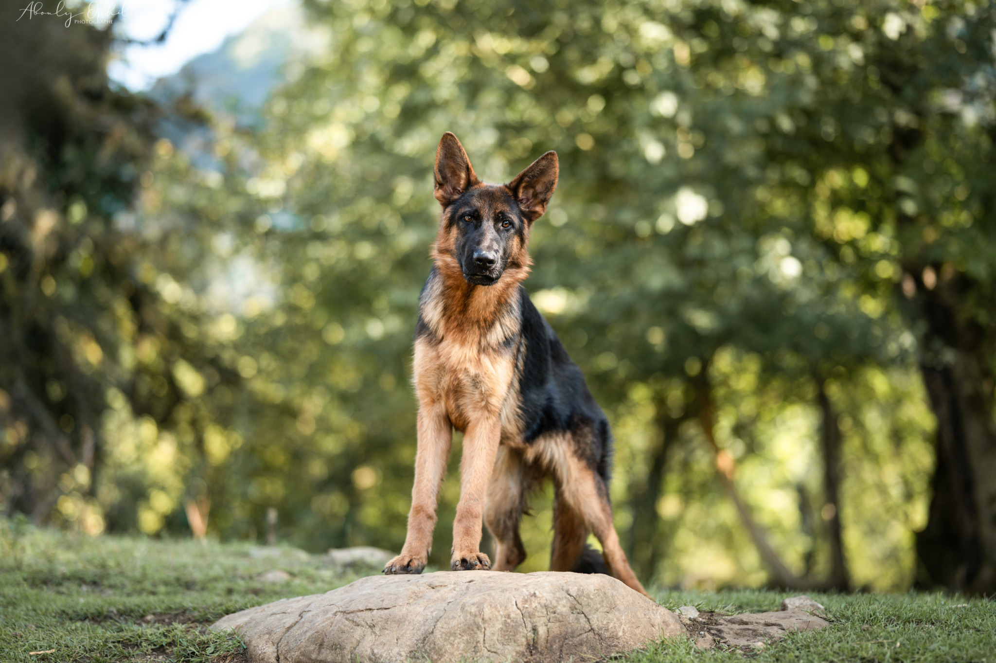 Visiter l&rsquo;élevage - Des Seigneurs de Montbel