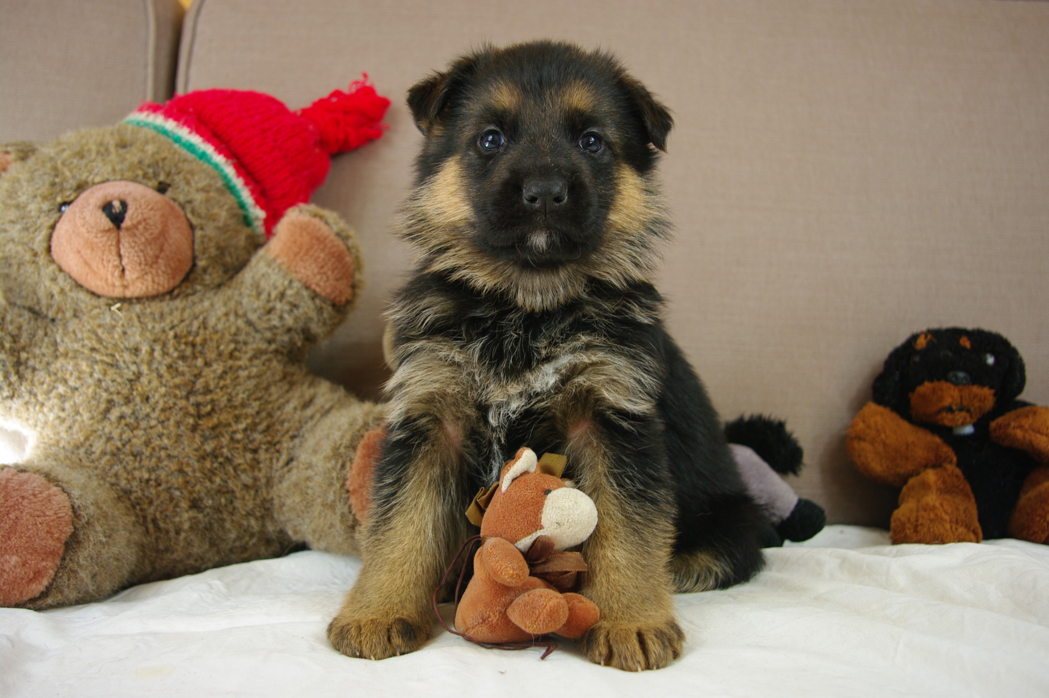 Visiter l&rsquo;élevage - Des Seigneurs de Montbel