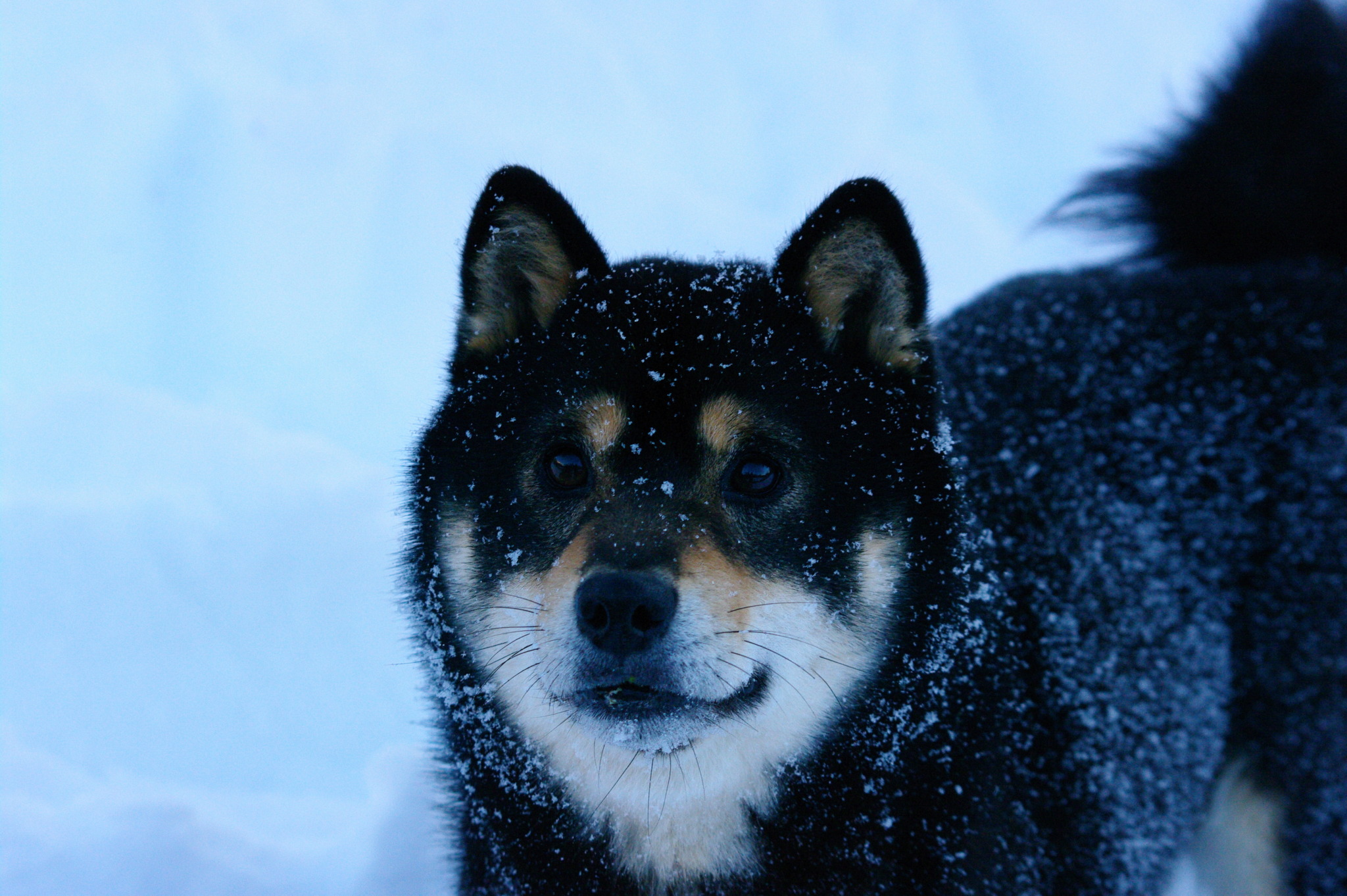 Sanka - Des Seigneurs de Montbel