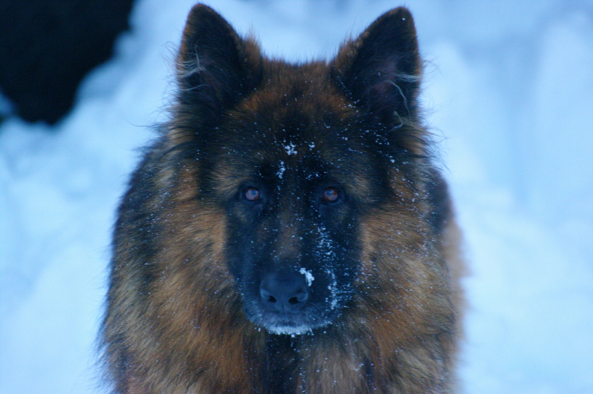 Syrra - Des Seigneurs de Montbel