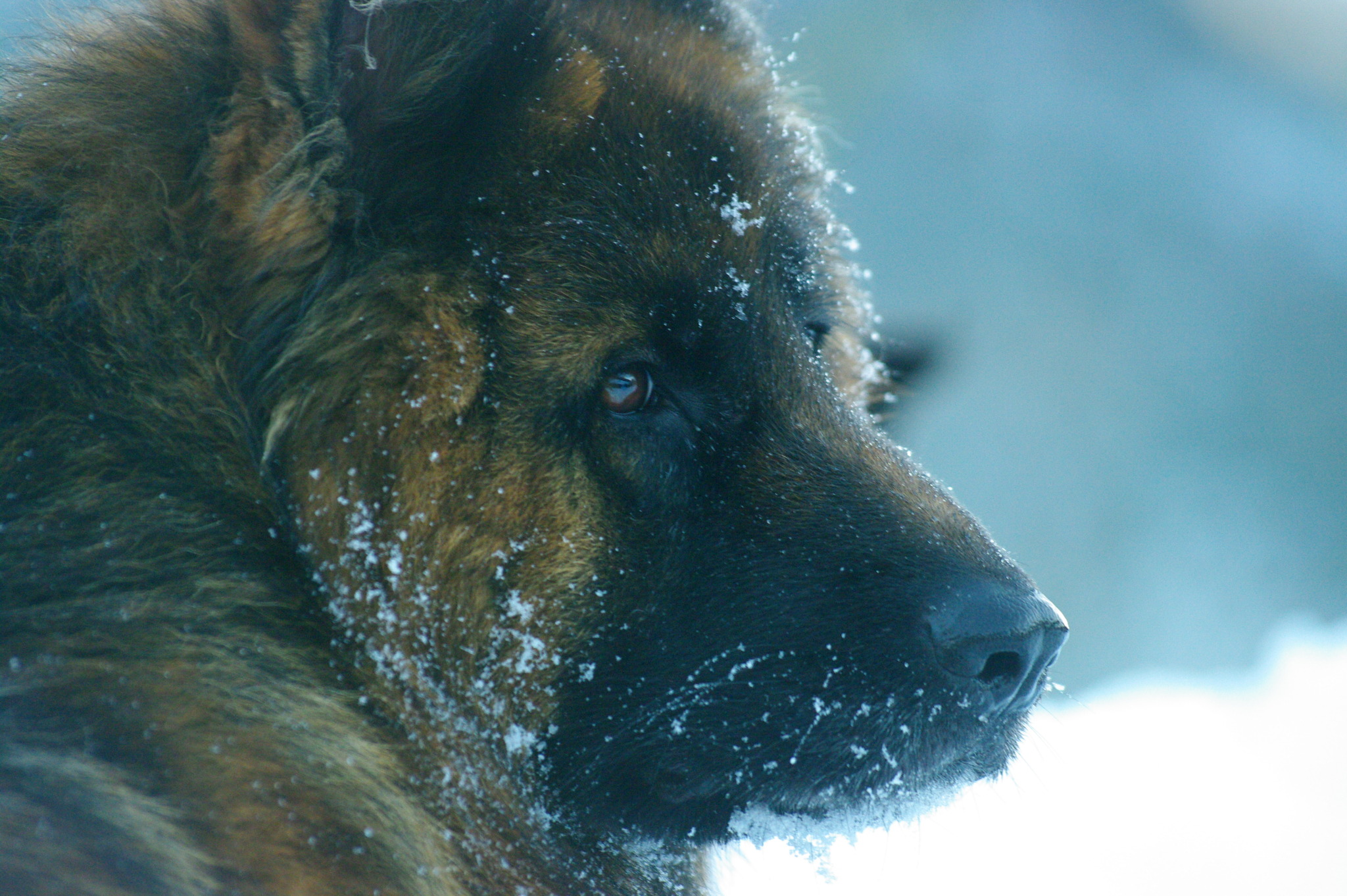 Syrra - Des Seigneurs de Montbel