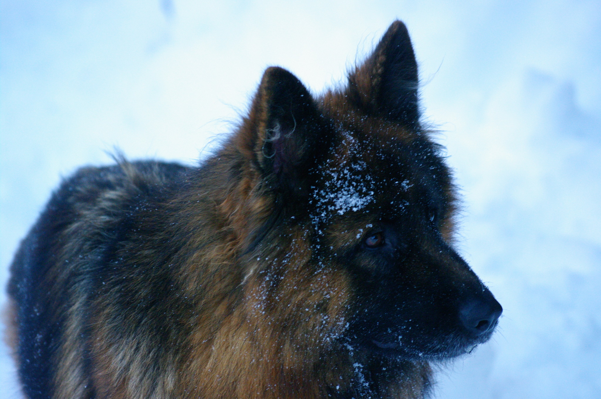 Syrra - Des Seigneurs de Montbel