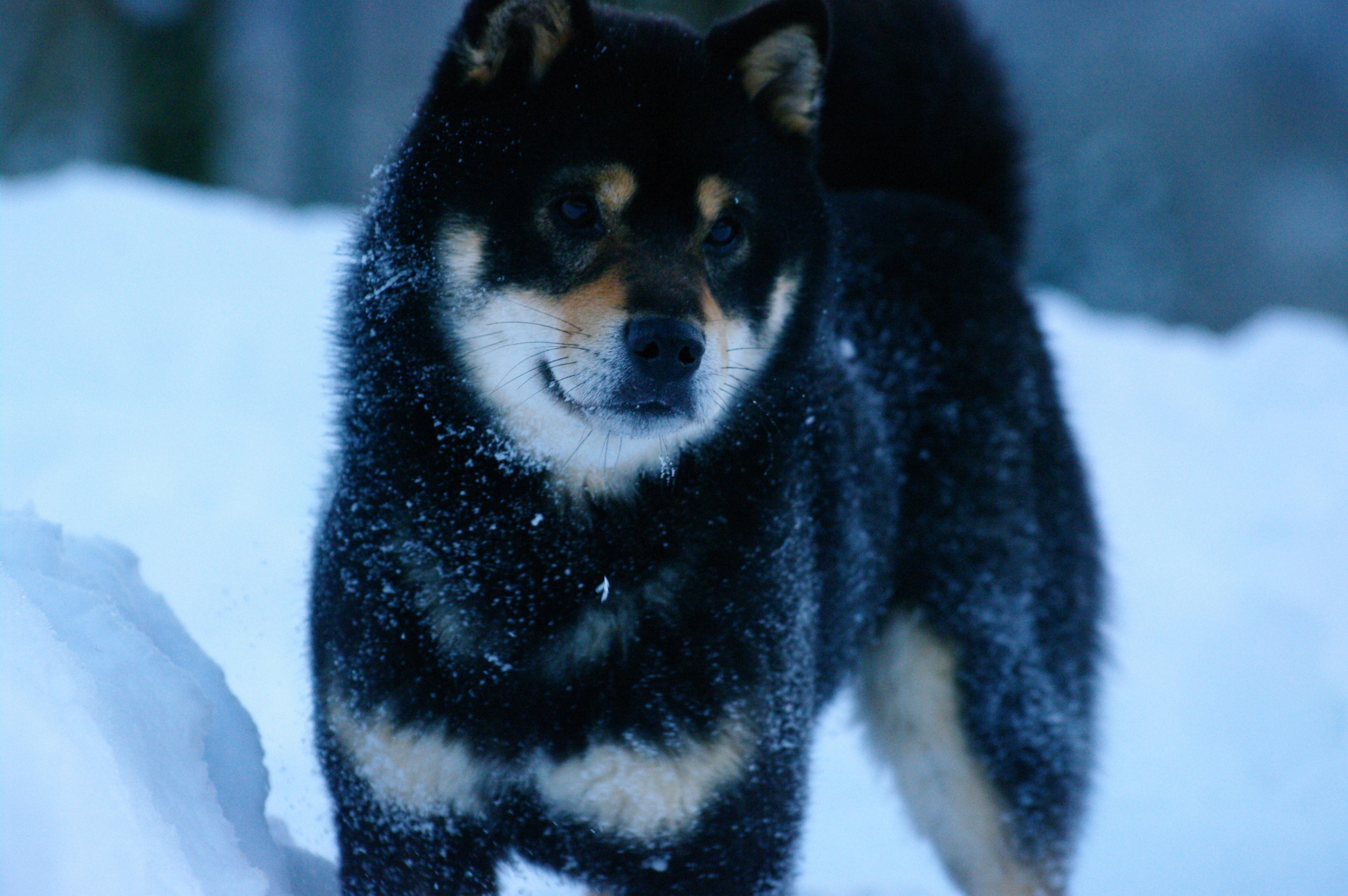 Sanka - Des Seigneurs de Montbel