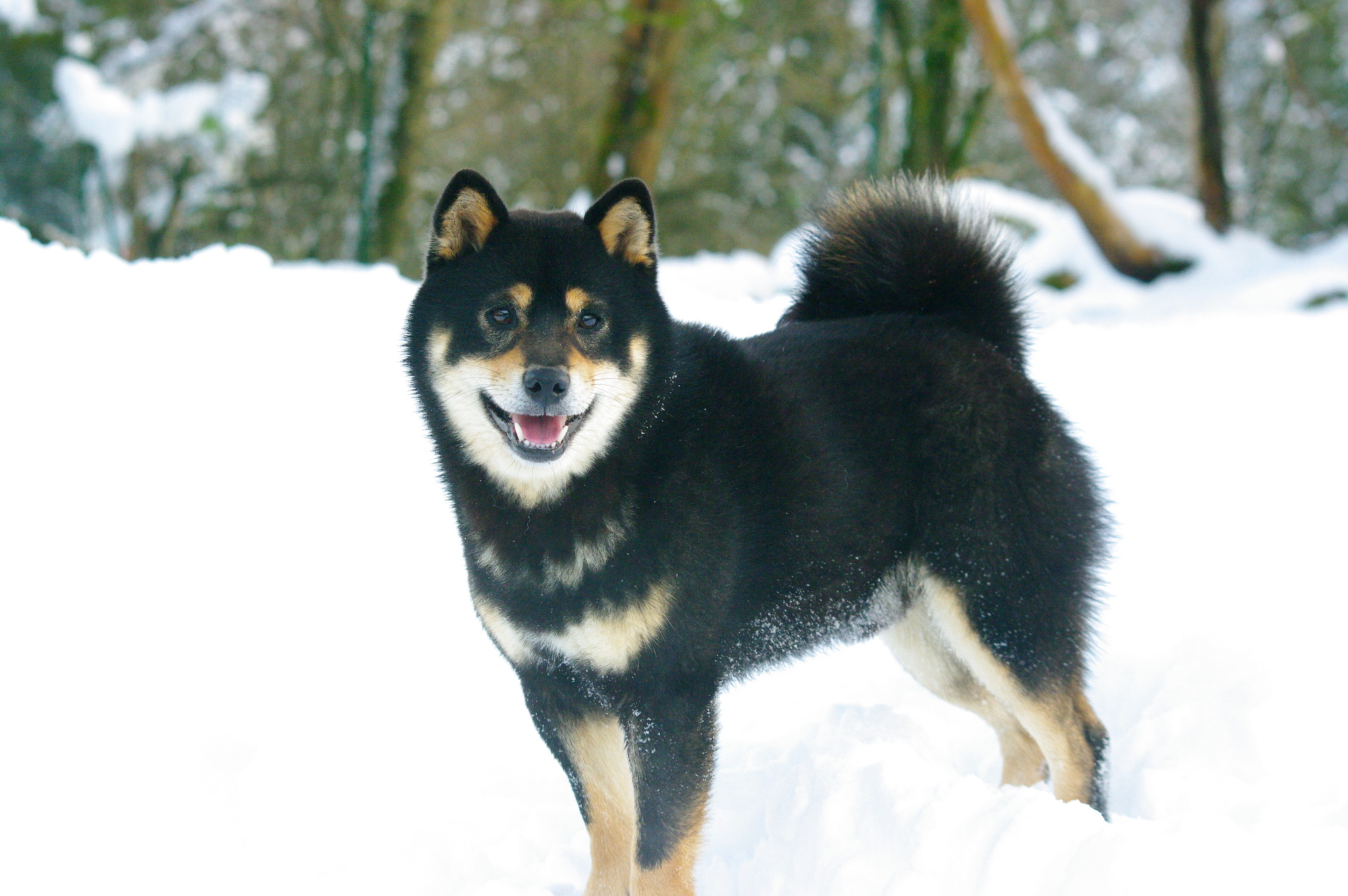 Sanka - Des Seigneurs de Montbel