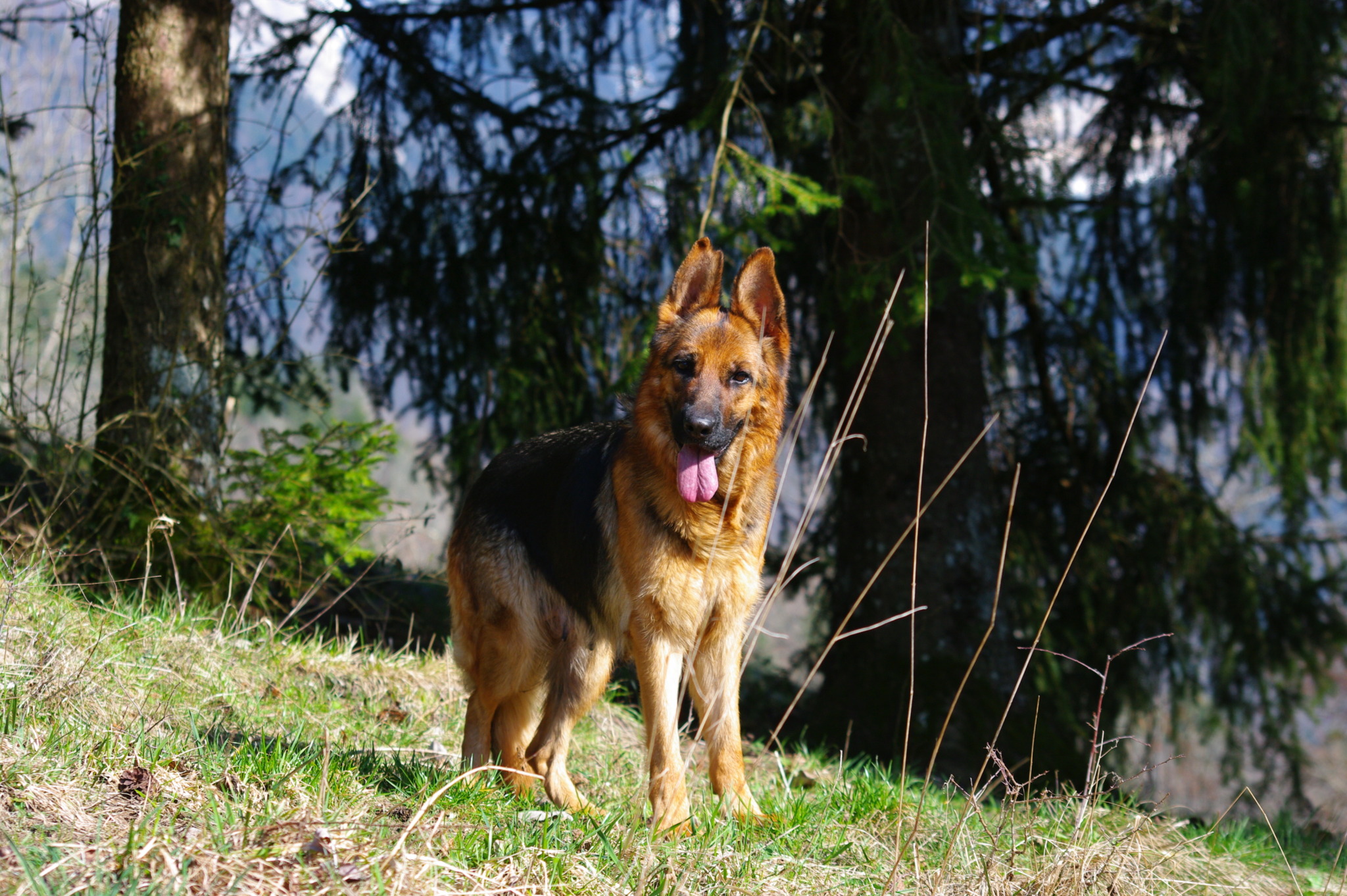 Piccola - Des Seigneurs de Montbel