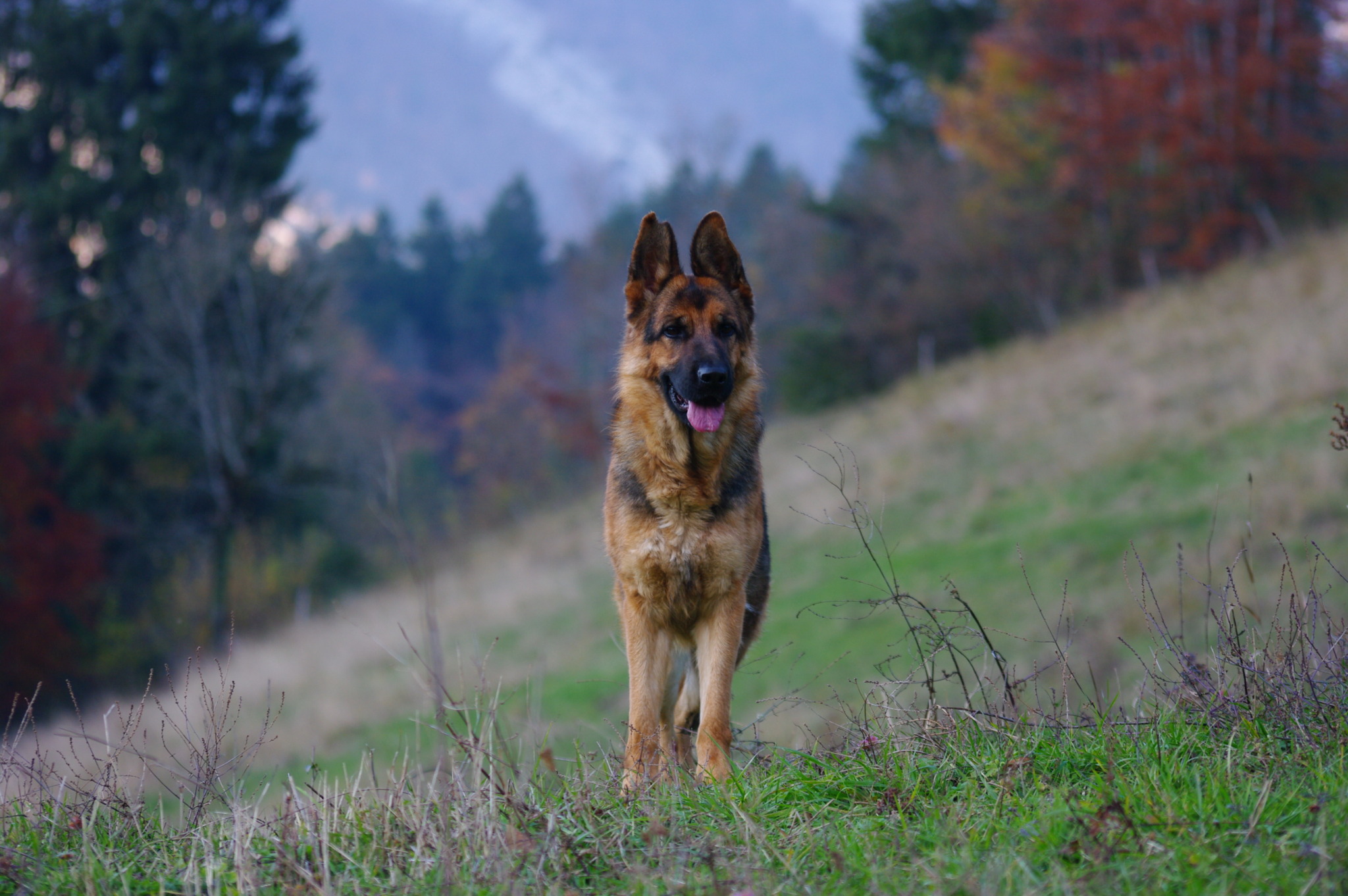 Piccola - Des Seigneurs de Montbel