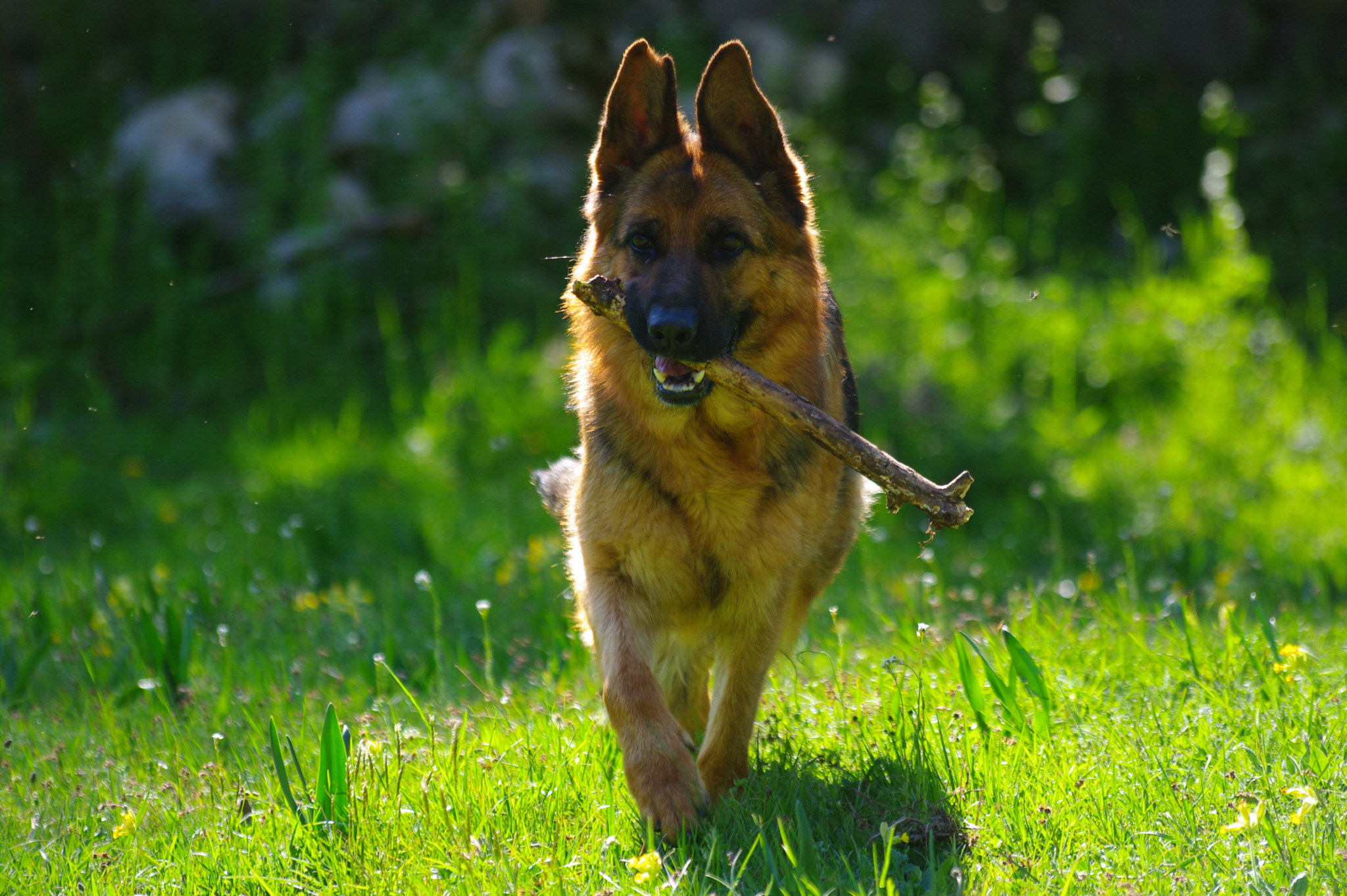Piccola - Des Seigneurs de Montbel