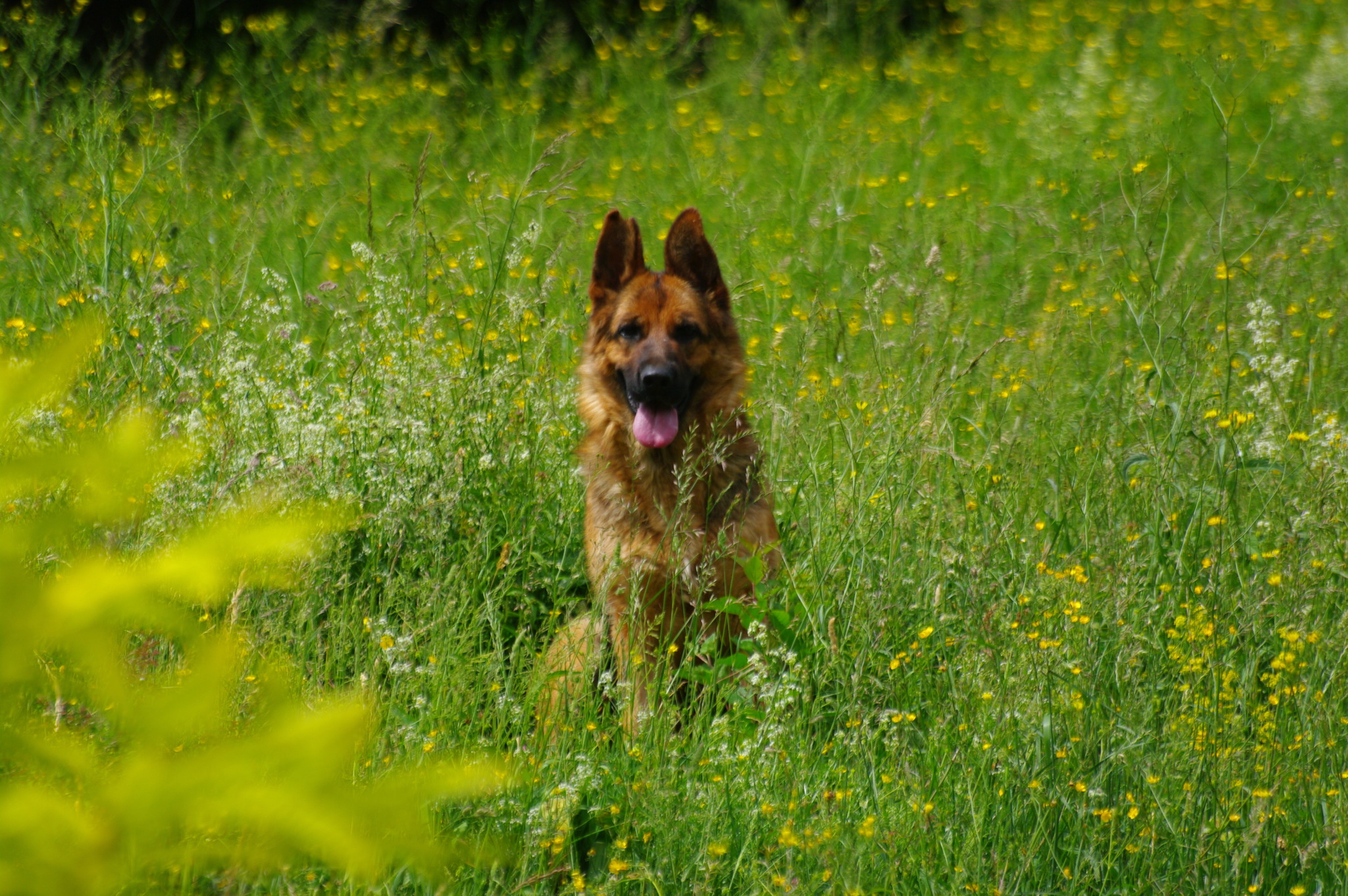 Piccola - Des Seigneurs de Montbel